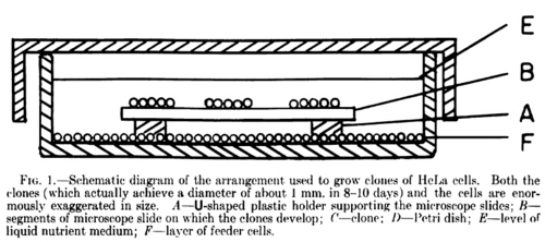 1955 PNAS Puck and Marcus feeder layer schematic.jpg